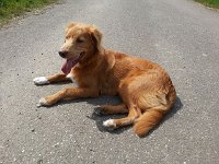 Mullerii (15)
